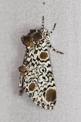 Harrisimemna trisignata