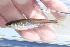 Notropis volucellus