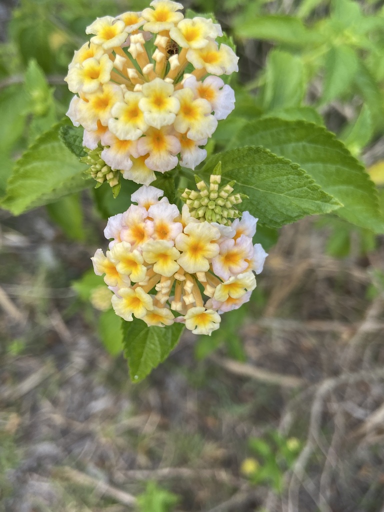 Lantana from great outdoors trail titusville fl us on april 18 2024