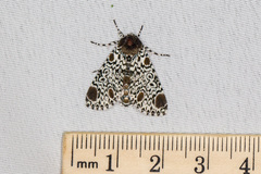 Harrisimemna trisignata