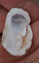 Crassostrea virginica