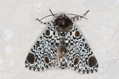 Harrisimemna trisignata