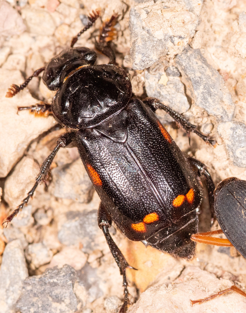 Pustulated Carrion Beetle