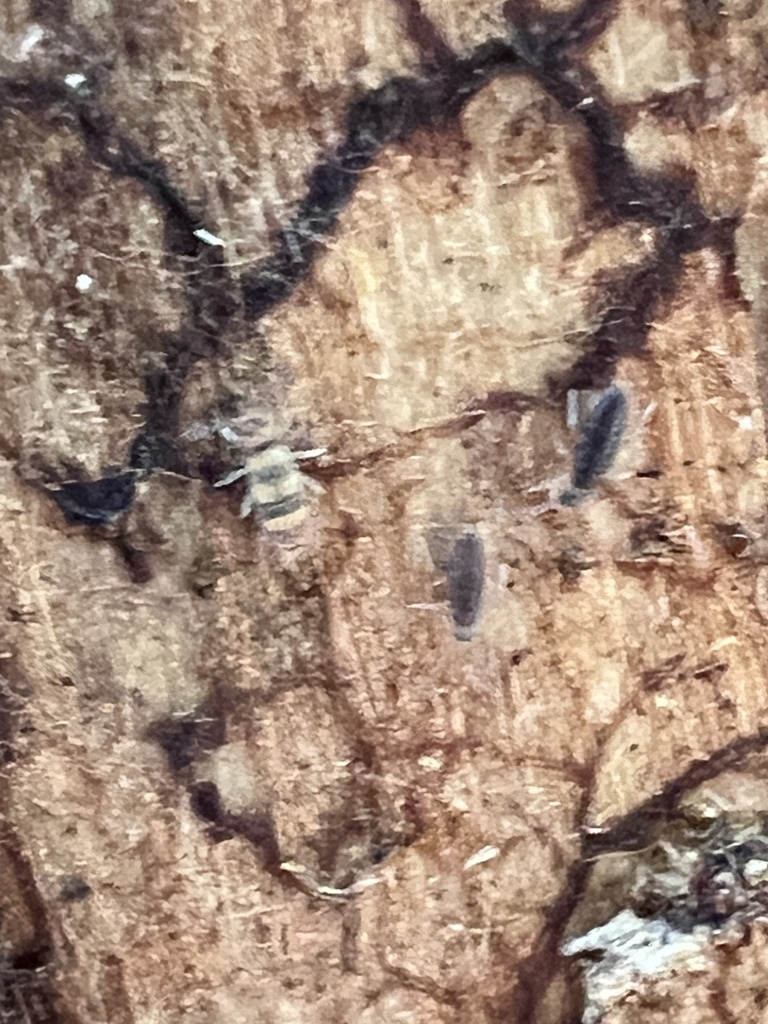 Entomobrya assuta