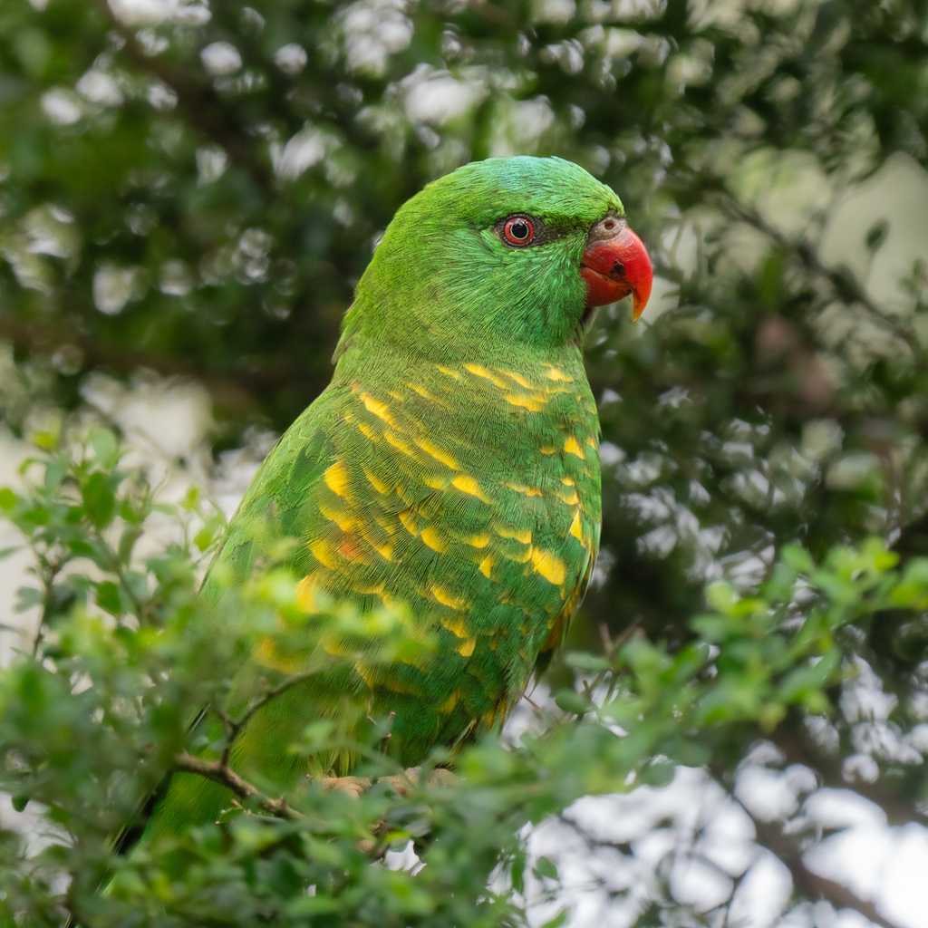 Scaly-breasted Lorikeet (Trichoglossus chlorolepidotus) photo
