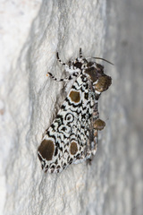 Harrisimemna trisignata