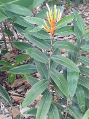 Heliconia longiflora