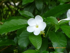 Tabernaemontana litoralis