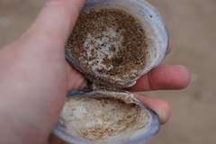 Mercenaria mercenaria