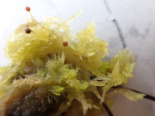 Sphagnum fitzgeraldii observed 2024-04-11