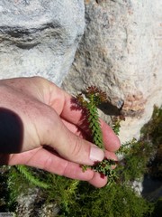 Agathosma lanceolata