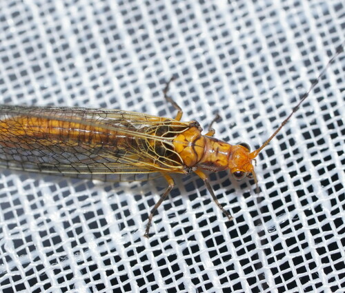 Dictyochrysa fulva
