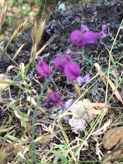 Streptanthus glandulosus pulchellus