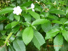 Tabernaemontana litoralis