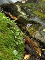 Micranthes virginiensis