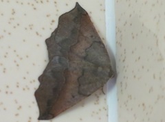 Prochoerodes forficaria