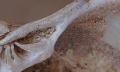 Mercenaria mercenaria