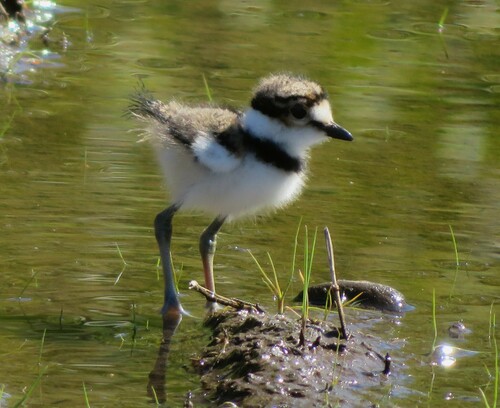 Killdeer photographed in Washington