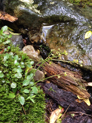 Micranthes virginiensis