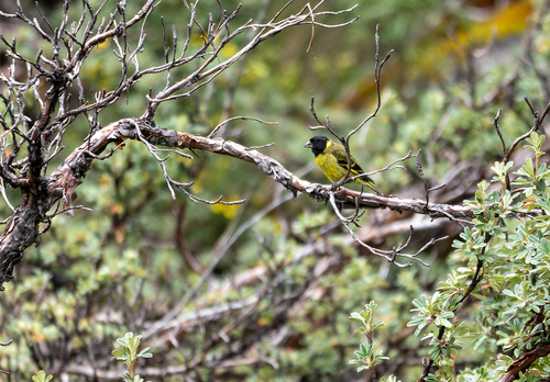 Thick-billed Siskin (Spinus crassirostris), photo 3