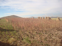 Chenopodium quinoa