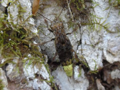 Ontholestes cingulatus