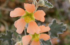 Sphaeralcea coccinea