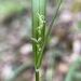 Carex acidicola - Photo 由 junior_bartram 所上傳的 (c) junior_bartram，保留部份權利CC BY-NC