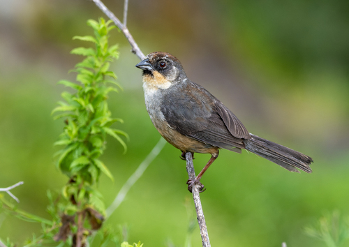 Rusty-bellied Brushfinch