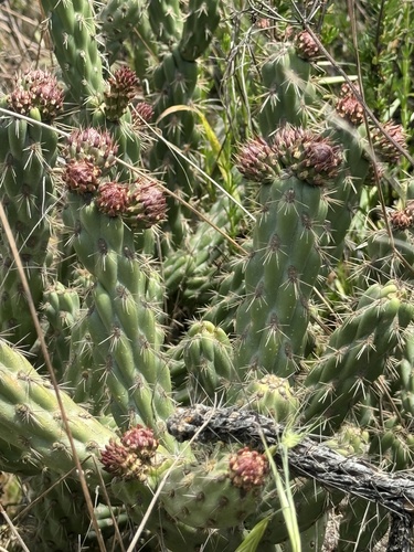 California cholla (Cylindropuntia californica)