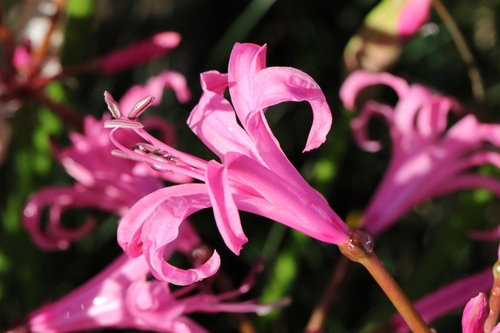 Nerine bowdenii