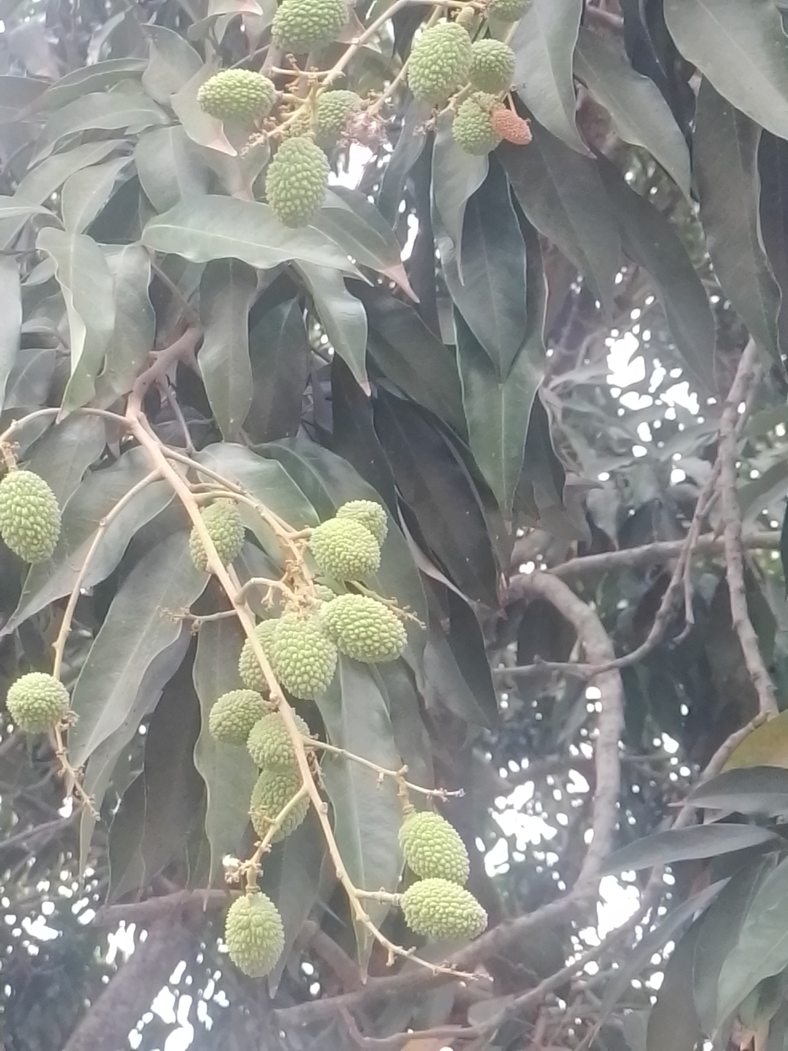 Imagem de Lichia