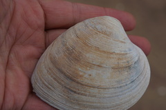 Mercenaria mercenaria