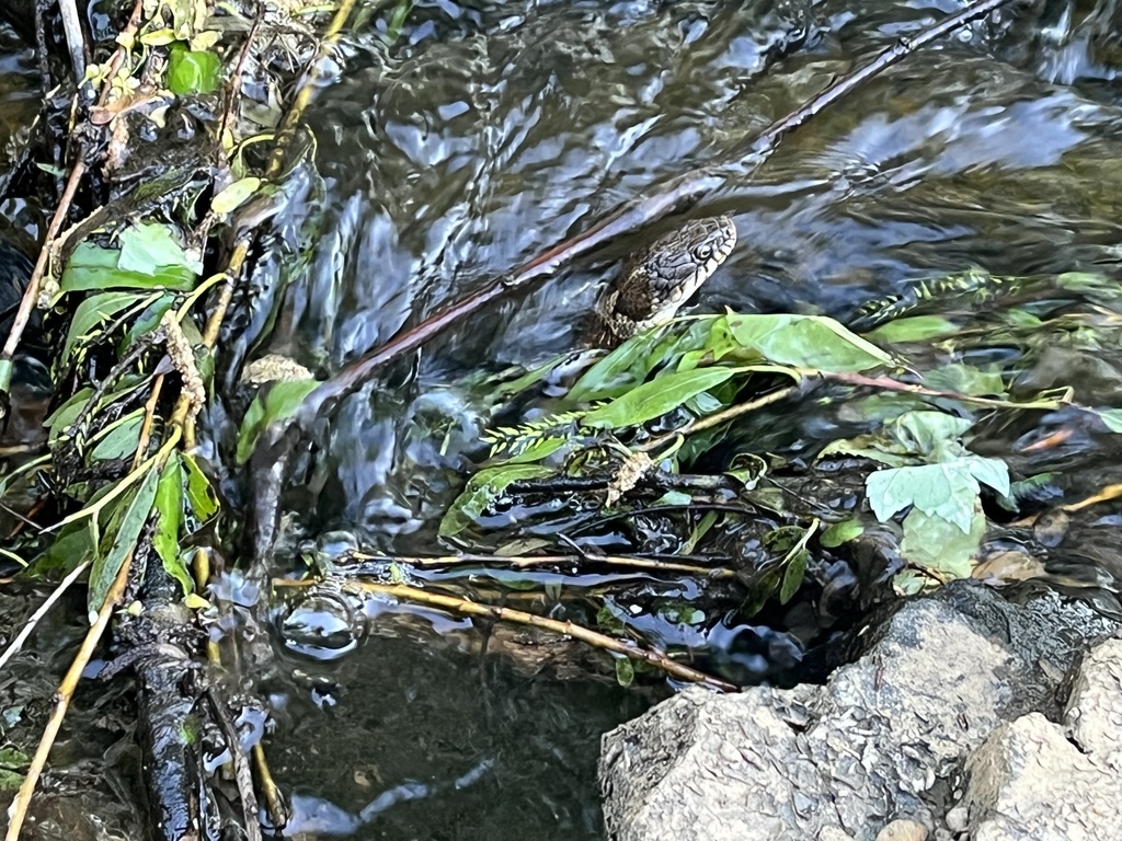 Common Watersnake in April 2024 by Matthew · iNaturalist