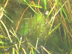 Myriophyllum quitense