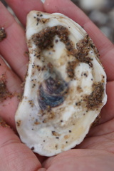 Crassostrea virginica