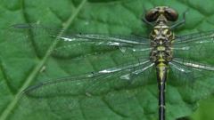 Stylogomphus albistylus
