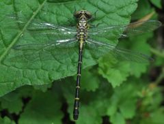 Stylogomphus albistylus