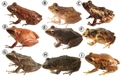 Lynch's Robber Frog photo 1