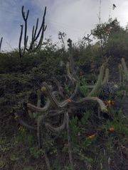 Corryocactus melanotrichus
