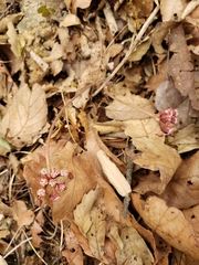 Euphorbia radians