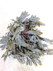 Fucus distichus edentatus