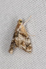 Dicymolomia grisea