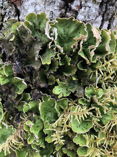 freckled pelt lichen