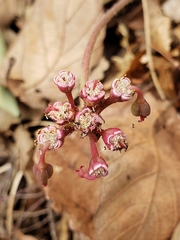 Euphorbia radians