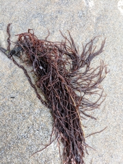 Gracilaria