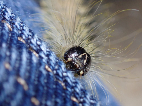 Hackberry Dagger photo 5