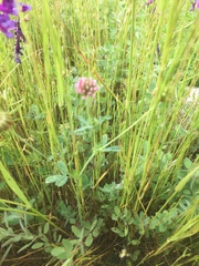 Trifolium bifidum