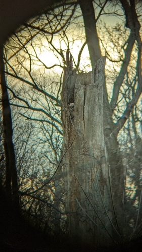 Great Horned Owl photographed in Ohio