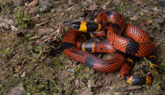 Variegated False Coral Snake photo 4
